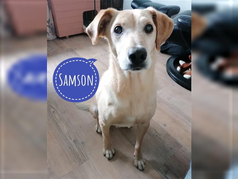 Samson - blind - sucht ein neues Zuhause