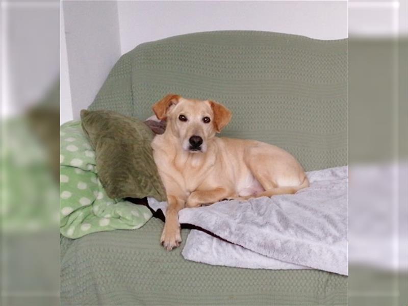 Samson - blind - sucht ein neues Zuhause