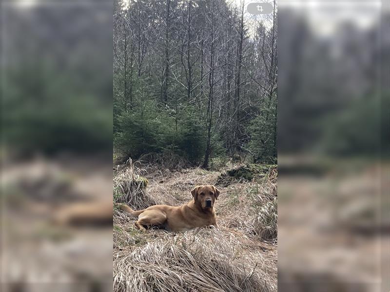 Deckrüde Labrador Retriever foxred