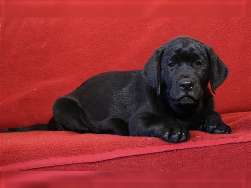 Labrador Welpen mit VDH/ Labrador Club Deutschland Papiere