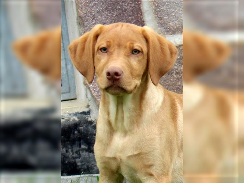 Labrador Rüde "Usher" mit ausdrucksstarken Augen sucht wieder Familie