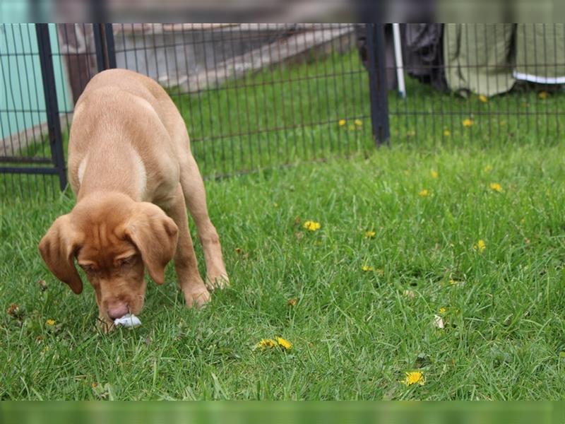 Labrador Rüde "Usher" mit ausdrucksstarken Augen sucht wieder Familie