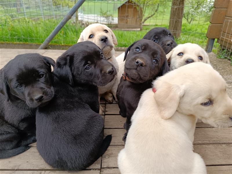 Labradorwelpen Oskar und Marlo