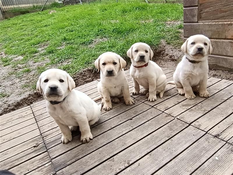 Labradorwelpen Oskar und Marlo