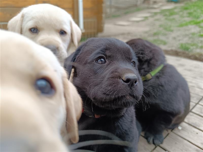 Labradorwelpen Oskar und Marlo