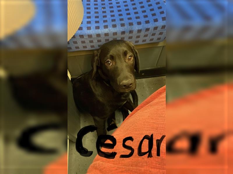 César