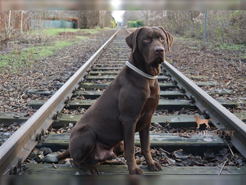 Labrador Deckrüde in Braun