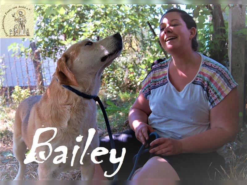 Bailey the “Pooh Bear” - AKTUELL: auf Pflegestelle in Bayern