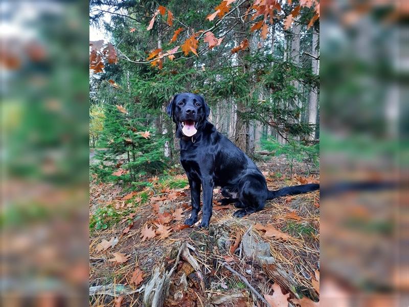 Labrador Deckrüde mit Zuchtzulassung und Deckerfahrung
