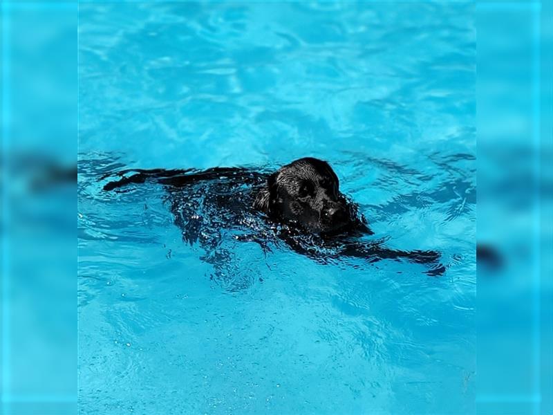 Deckrüde - Labrador-Retriever - Arne von Lammertshof - schwarz - kein Verkauf