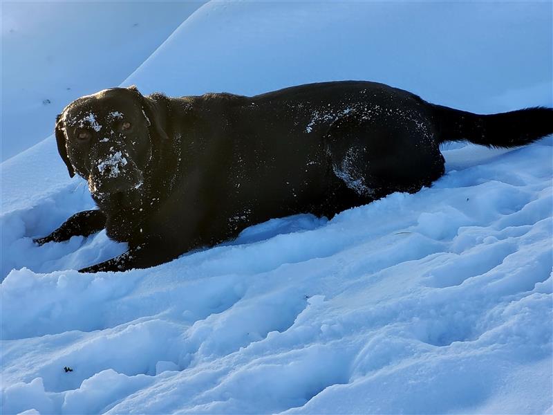 Deckrüde - Labrador-Retriever - Arne von Lammertshof – schwarz – kein Verkauf