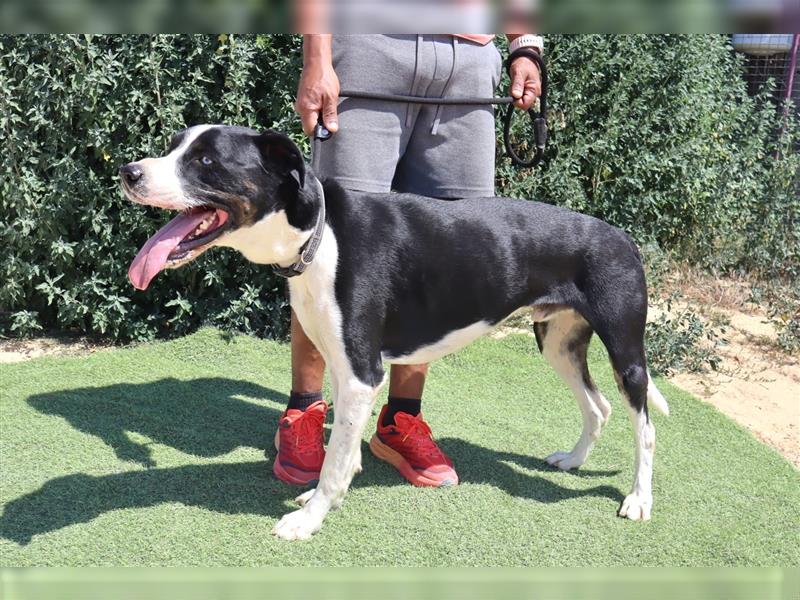 Cosmo, Mix Labrador / Pointer  , lieb und verträglich