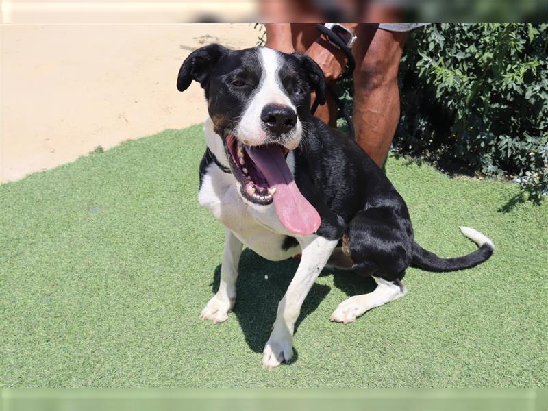 Cosmo, Mix Labrador / Pointer  , lieb und verträglich