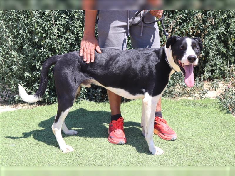 Cosmo, Mix Labrador / Pointer  , lieb und verträglich