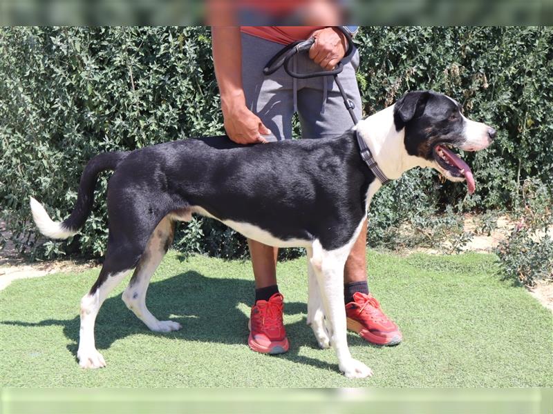 Cosmo, Mix Labrador / Pointer  , lieb und verträglich