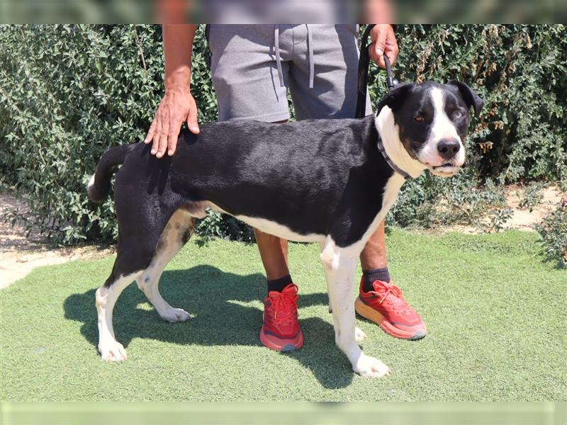 Cosmo, Mix Labrador / Pointer  , lieb und verträglich