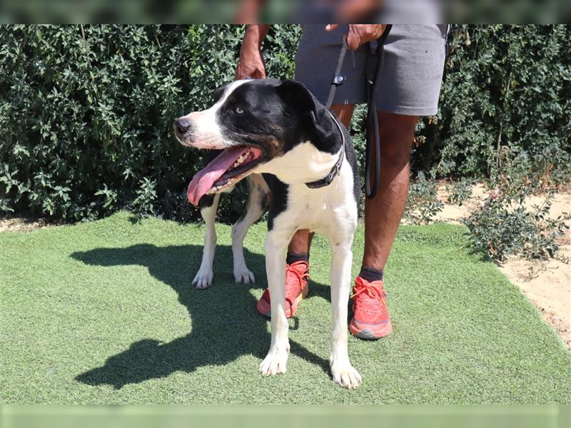 Cosmo, Mix Labrador / Pointer  , lieb und verträglich