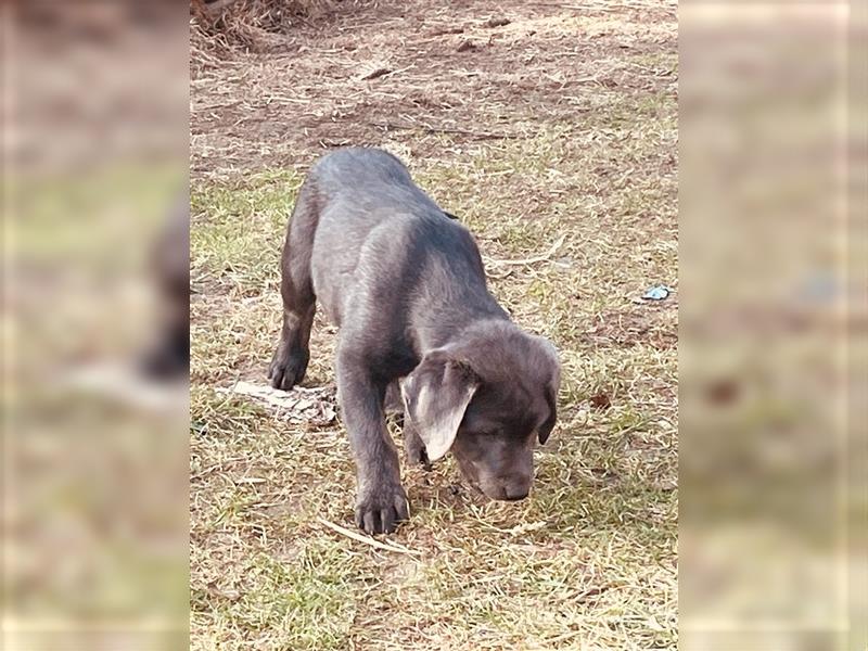 Labrador Rüde sucht liebevolles Zuhause