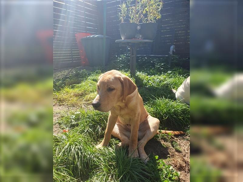 20 Wochen alte Labradorwelpen suchen liebevolle Eltern