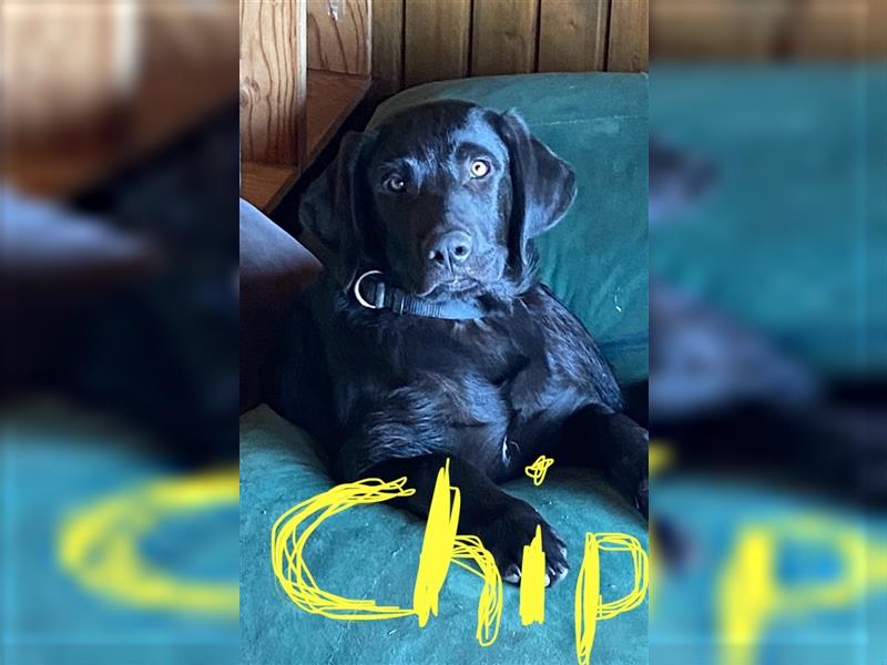 Chip