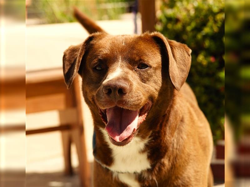 Loco Quintana - Ein lebhafter, aktiver und lieber Labrador-Mischling