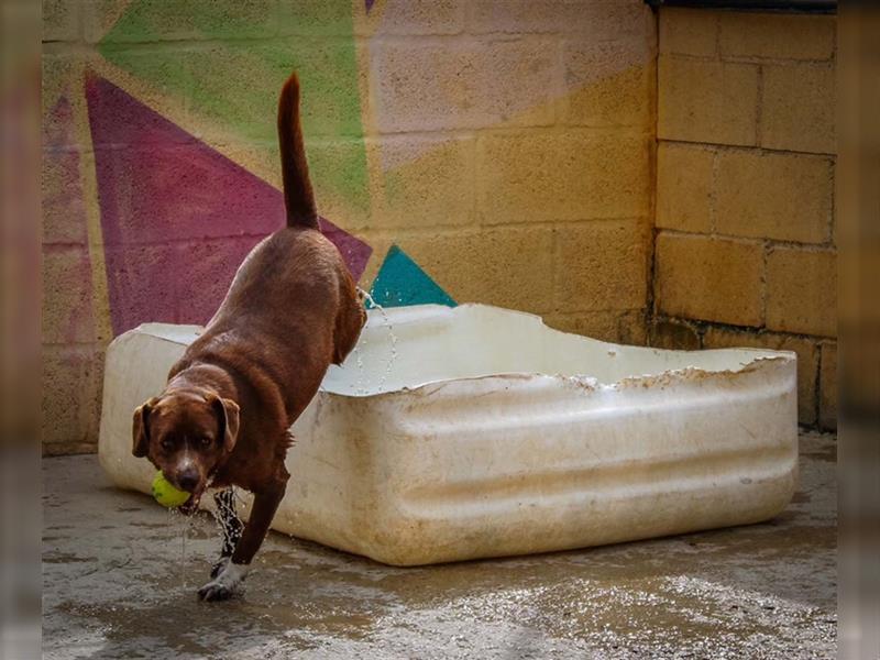 Loco Quintana - Ein lebhafter, aktiver und lieber Labrador-Mischling