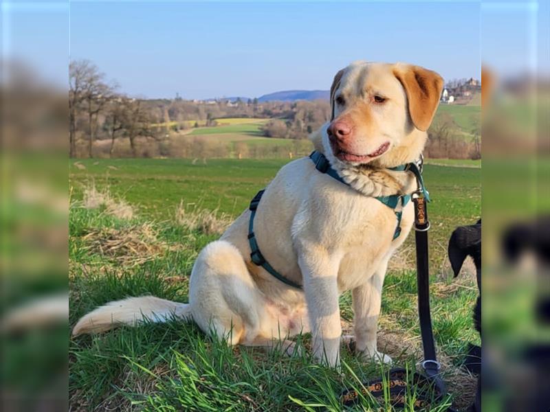 Leonell - Landhund sucht Garten - Tierhilfe Franken e.V.