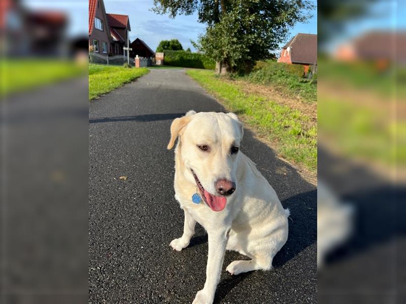 Lieber Labrador Retriever Rüde