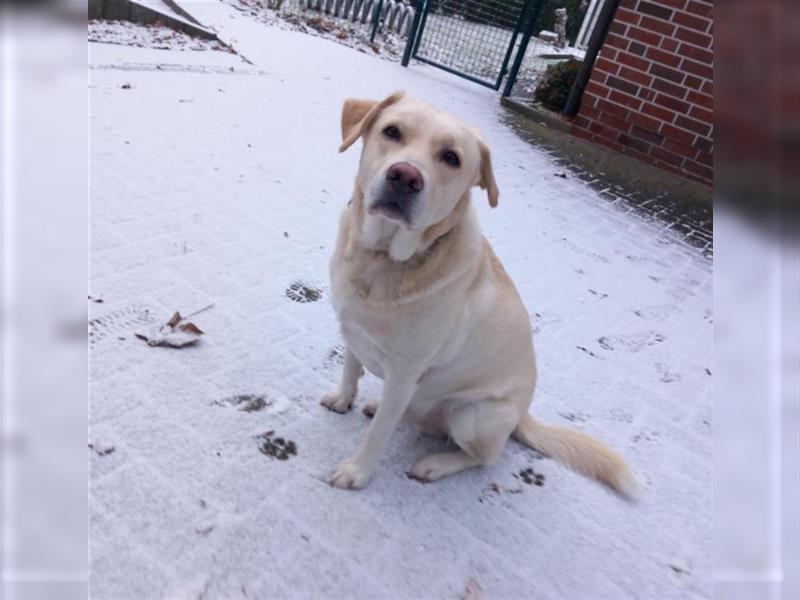 Lieber Labrador Retriever Rüde