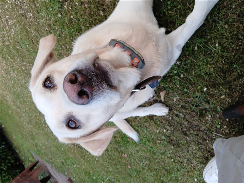 Lieber Labrador Retriever Rüde