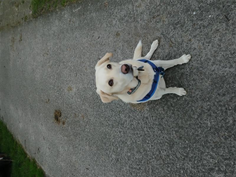 Lieber Labrador Retriever Rüde