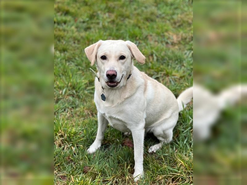 Lieber Labrador Retriever Rüde