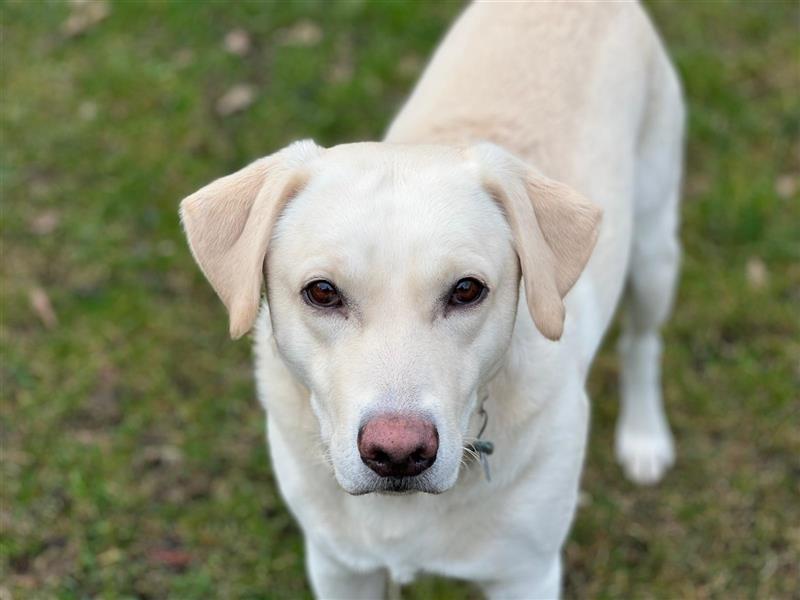 Lieber Labrador Retriever Rüde