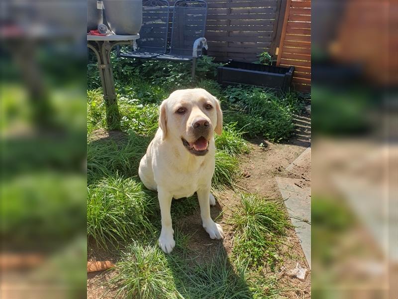 20 Wochen alte Labradorwelpen suchen liebevolle Eltern