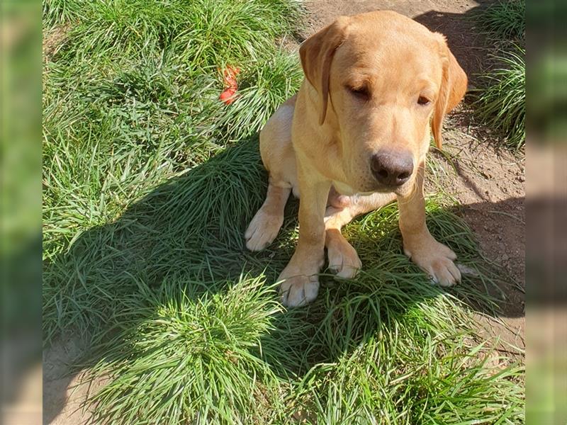 6 Monate alte Labradorrüde suchen liebevolle Eltern