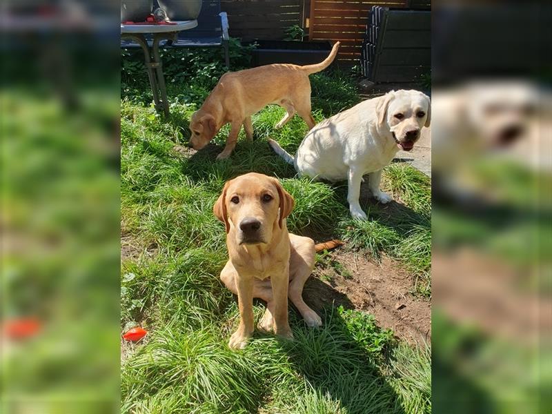 20 Wochen alte Labradorwelpen suchen liebevolle Eltern