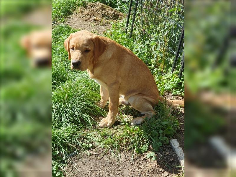 6 Monate alte Labradorrüde suchen liebevolle Eltern