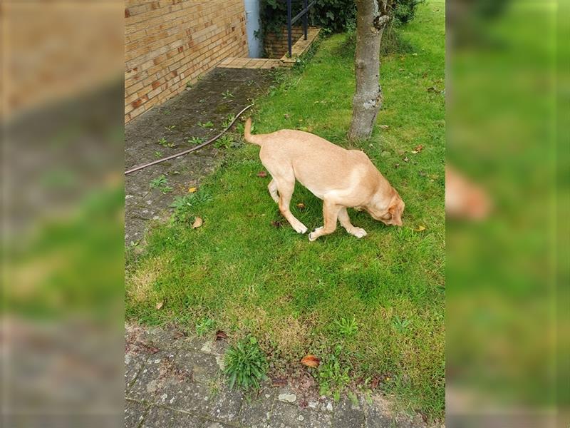 6 Monate alte Labradorrüde suchen liebevolle Eltern