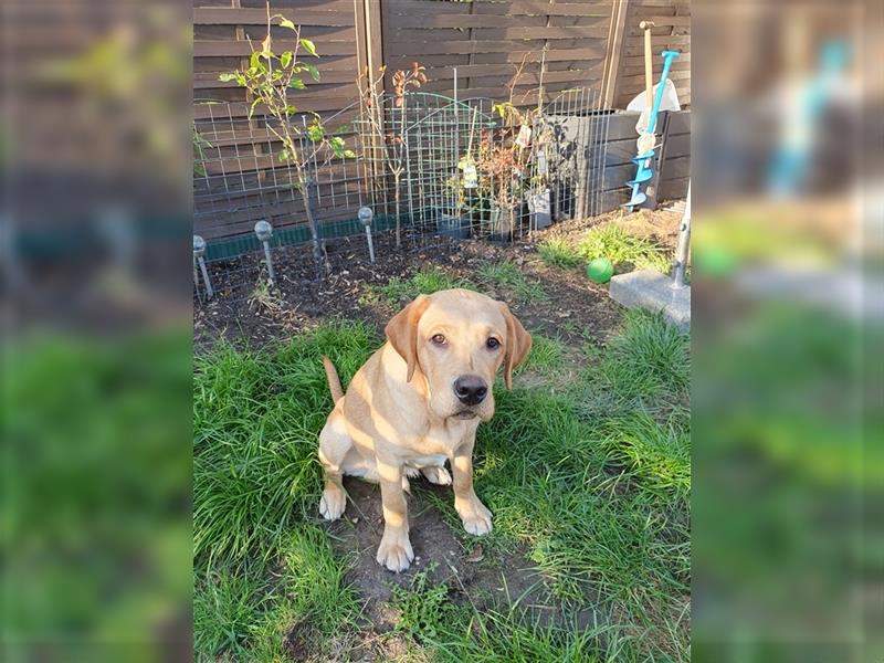 6 Monate alte Labradorrüde suchen liebevolle Eltern