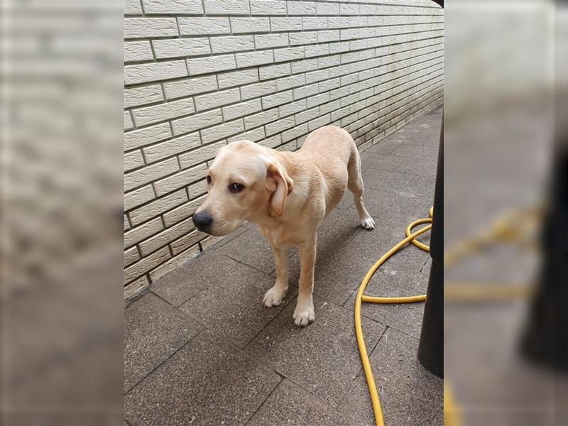 6 Monate alte Labradorrüde suchen liebevolle Eltern