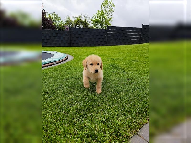 Labradoodle Welpen labrador Pudel welpe