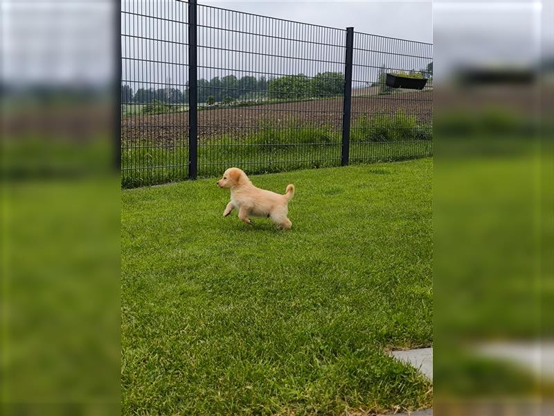 Labradoodle Welpen labrador Pudel welpe