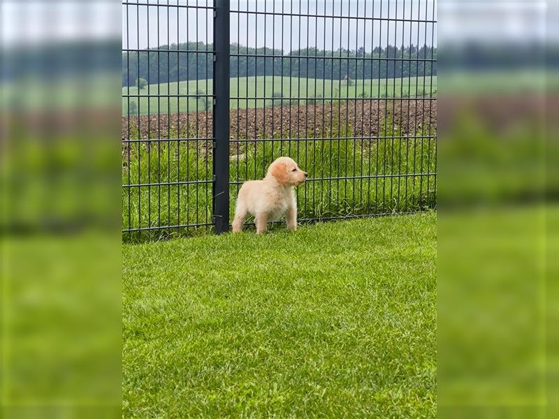 Labradoodle Welpen labrador Pudel welpe