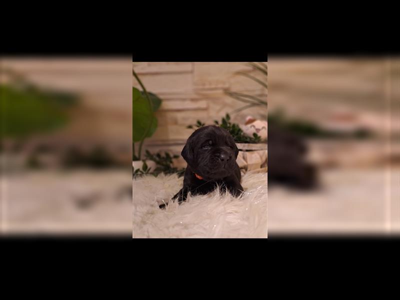 Labrador Welpen aus liebevoller Familienaufzucht mit Stammbaum