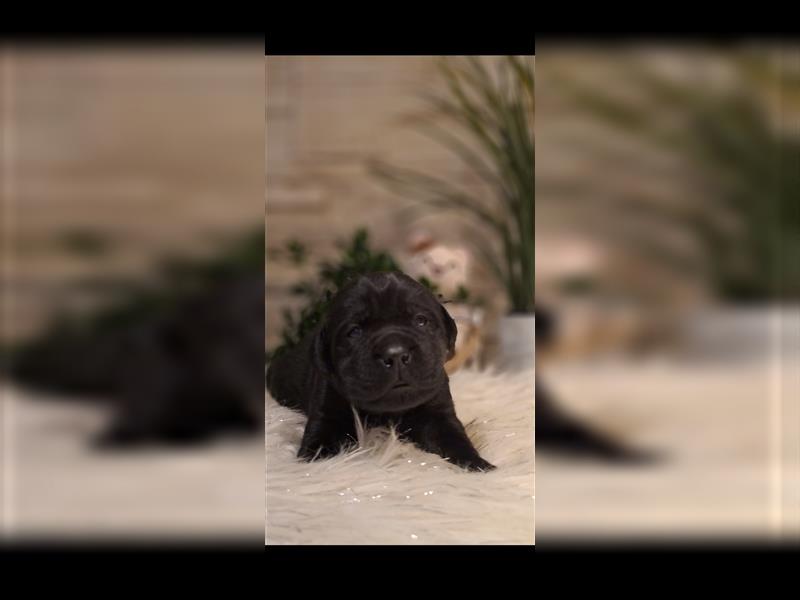 Labrador Welpen aus liebevoller Familienaufzucht mit Stammbaum