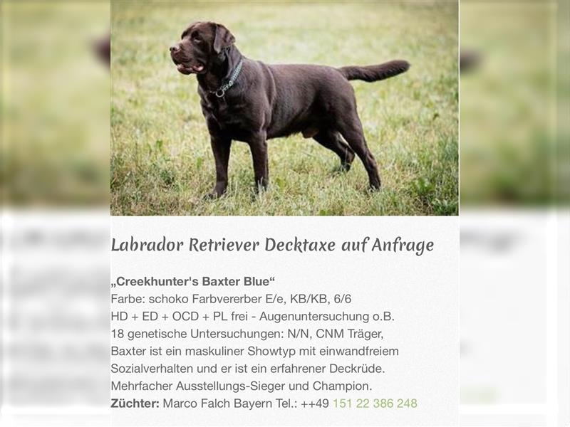 Rassetypischer Labrador Deckrüde mit Champion Titel