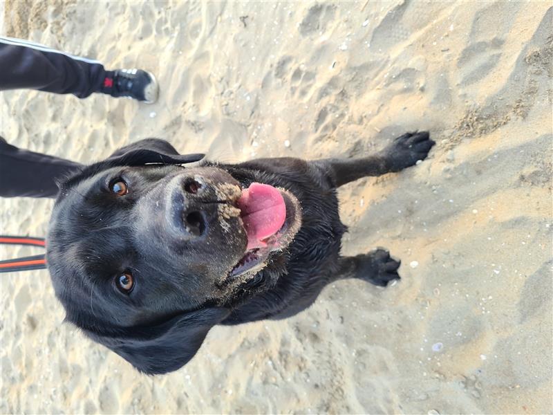 Labrador Deckrüde Schwarz (Kein Verkauf) mit Zuchtzulassung und BoloPads