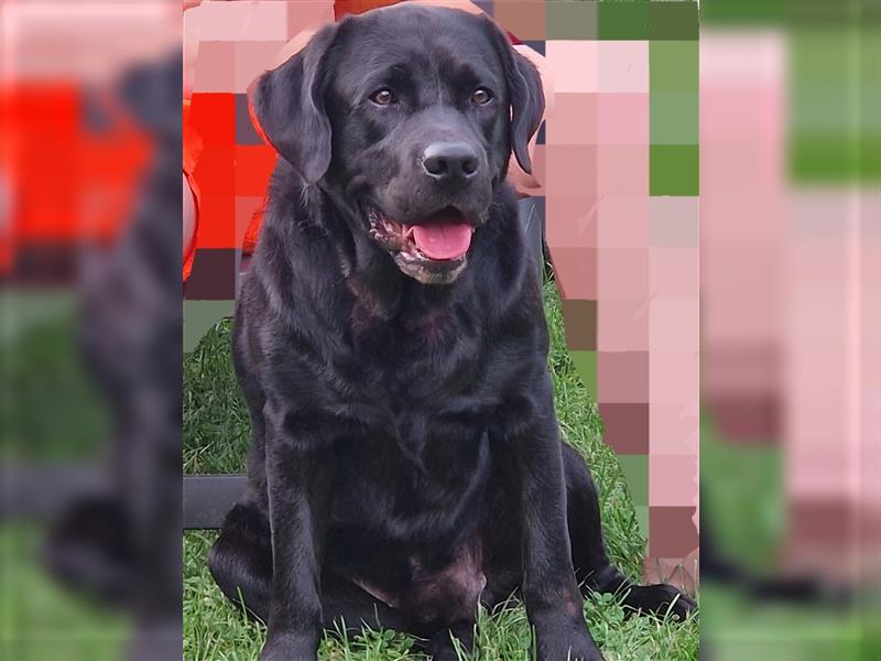 Labrador Deckrüde Schwarz (Kein Verkauf) mit Zuchtzulassung und BoloPads