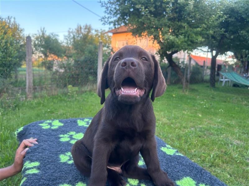 Labrador retriever welpen