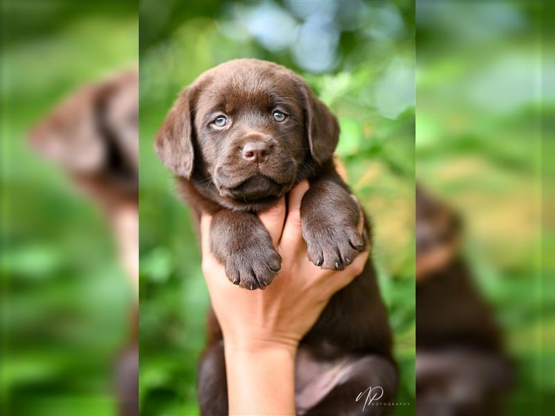 Labrador retriever welpen